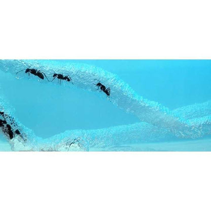 Ferma de furnici Ikonka IK17738