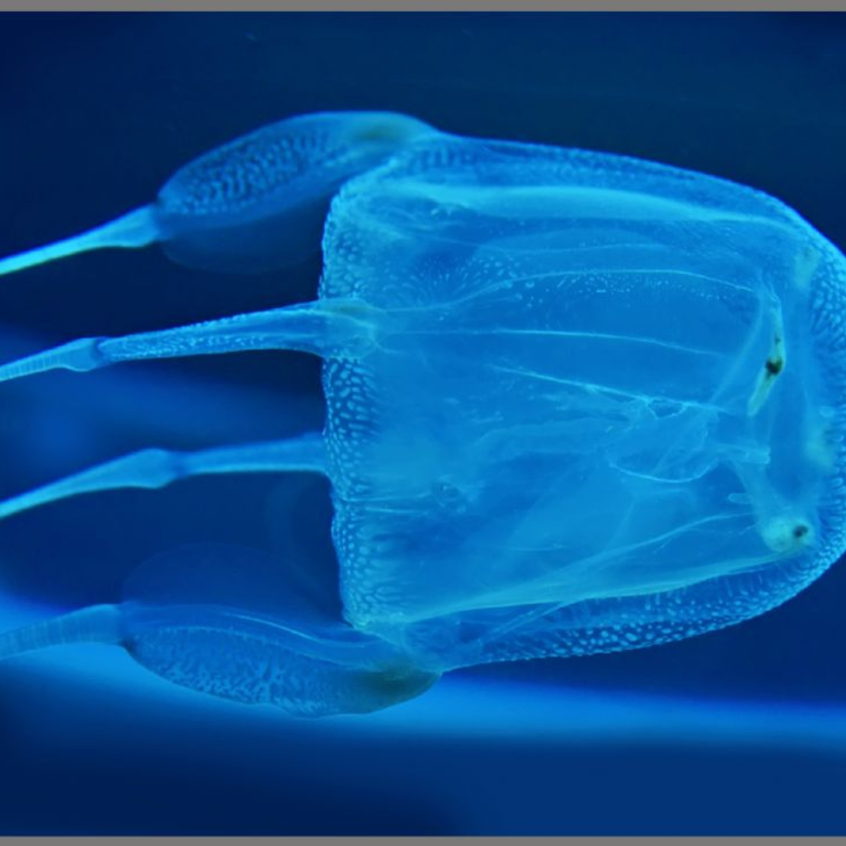 Proiector tip lanterna - Cele mai periculoase animale