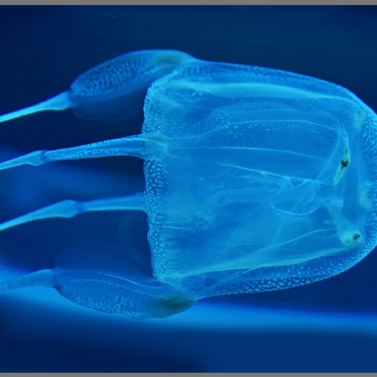 Proiector tip lanterna - Cele mai periculoase animale