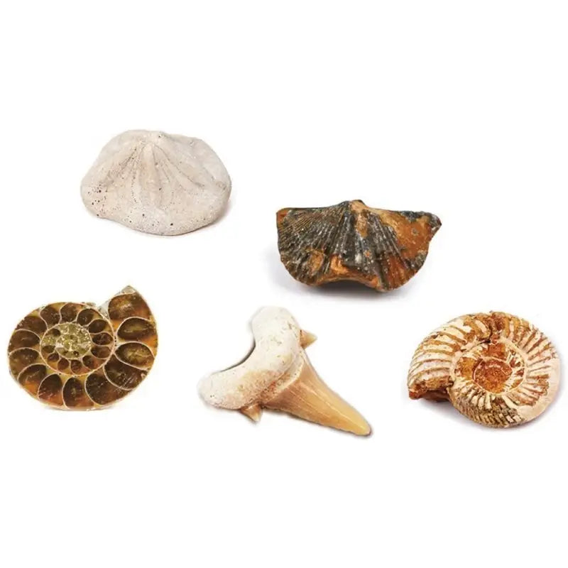 Kit paleontologie - Descopera fosile