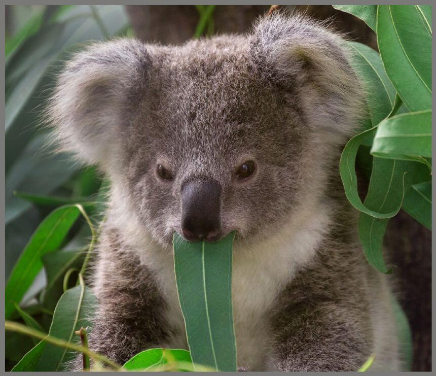 Proiector tip lanterna - Animalute dragalase