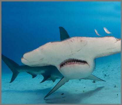 Proiector tip lanterna - Rechini periculosi