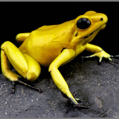 Proiector tip lanterna - Cele mai periculoase animale