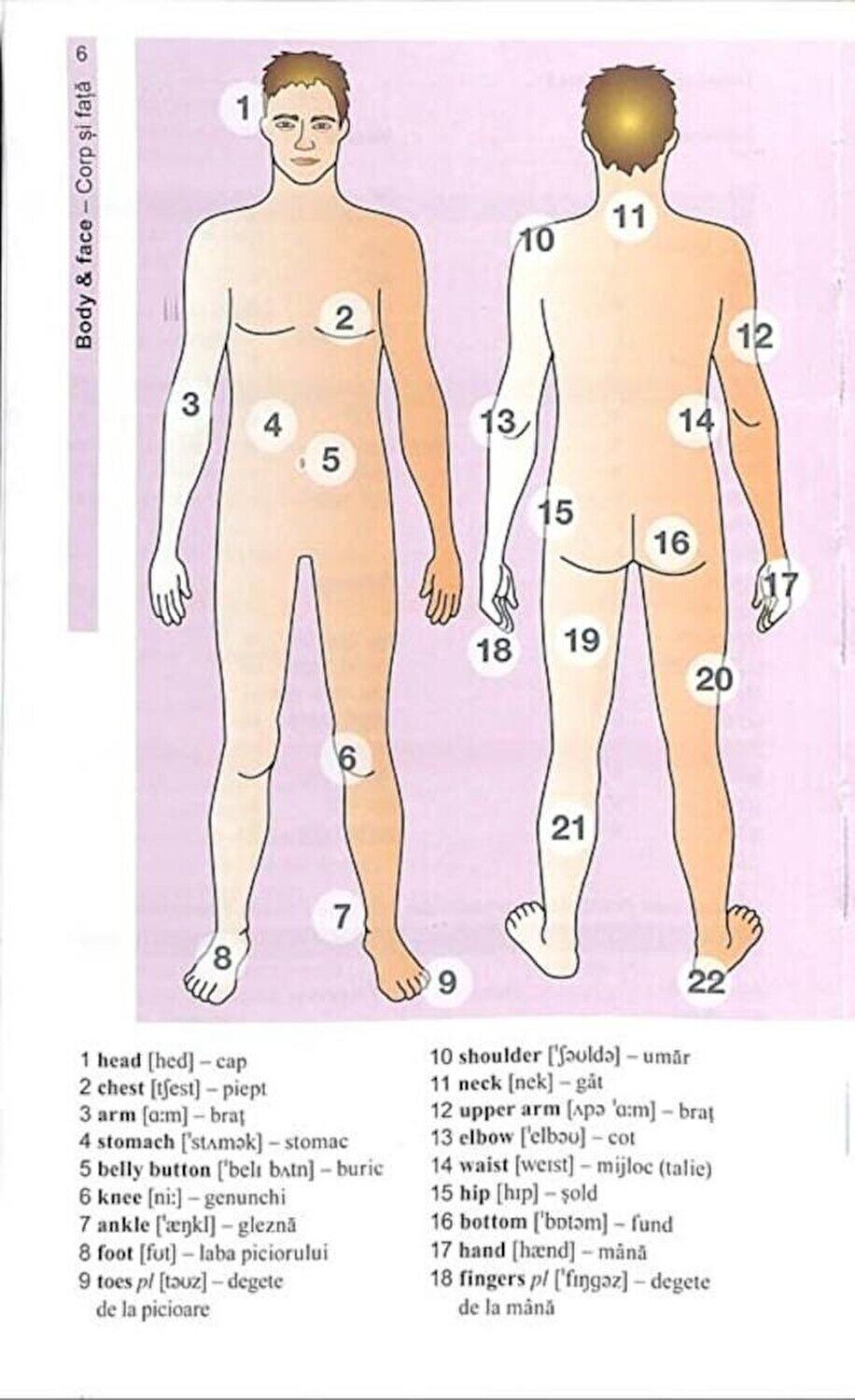 Vocabularul de baza in imagini - Limba engleza