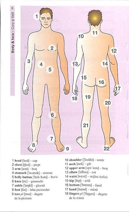 Vocabularul de baza in imagini - Limba engleza