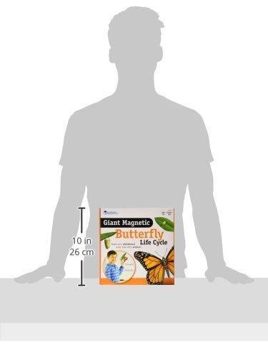 Ciclul vietii fluturelui - set magnetic