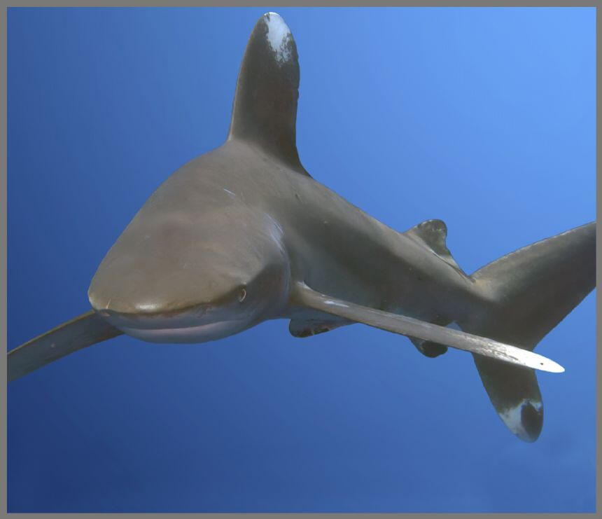 Proiector tip lanterna - Rechini periculosi