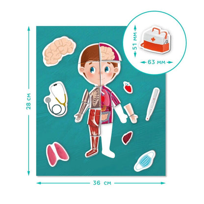 Joc magnetic - Descopera corpul uman