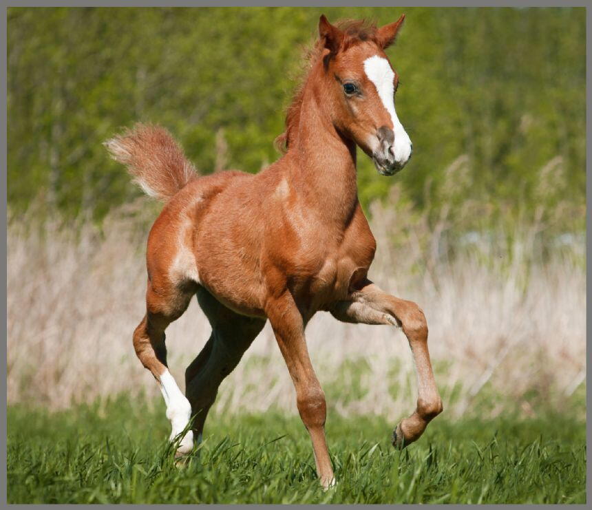 Proiector tip lanterna - Animalute dragalase