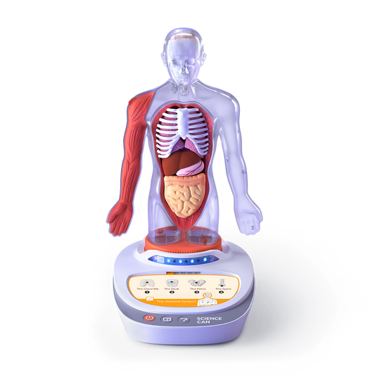 Descopera corpul uman - Enciclopedie Interactiva STEAM