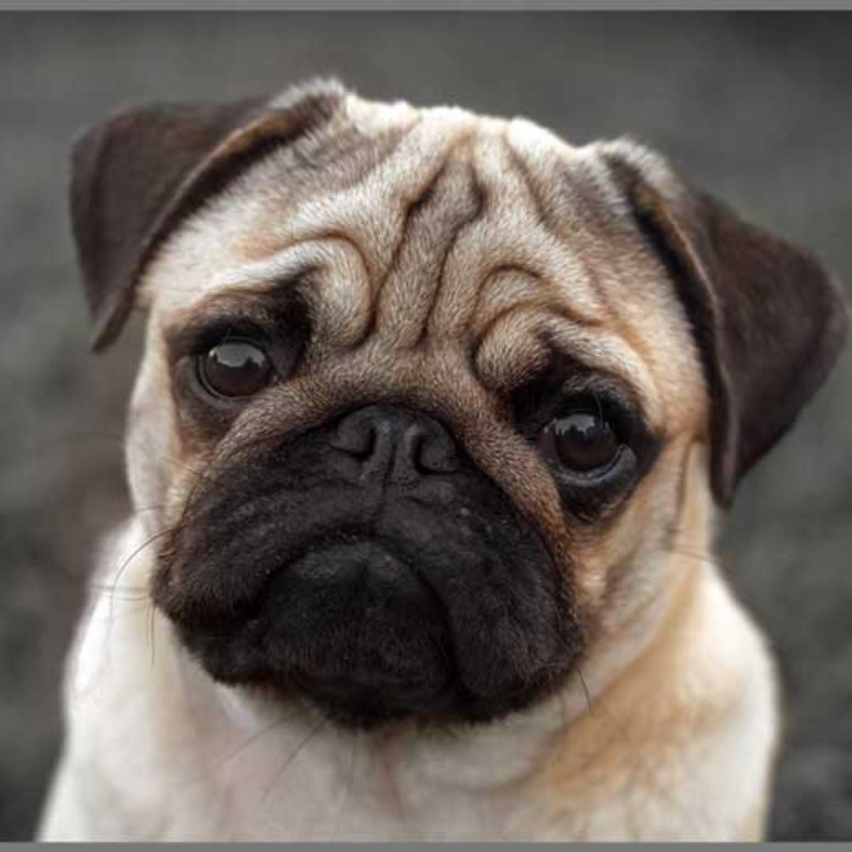 Proiector tip lanterna - Catelusi draguti