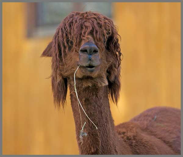 Proiector tip lanterna - Distractie cu animalute