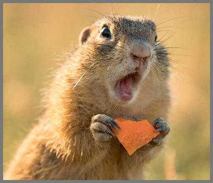 Proiector tip lanterna - Distractie cu animalute