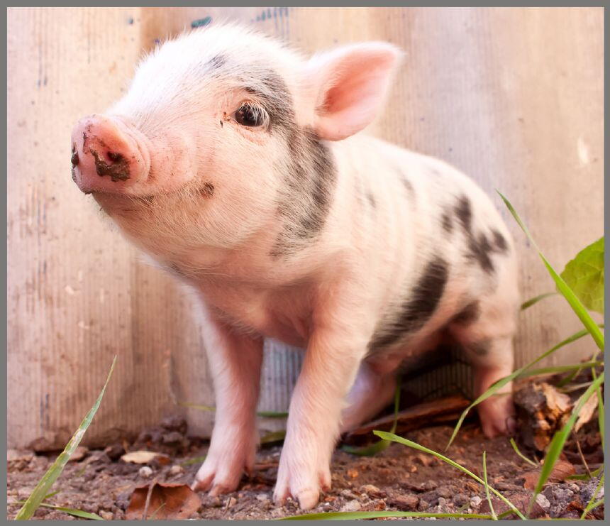 Proiector tip lanterna - Animalute dragalase