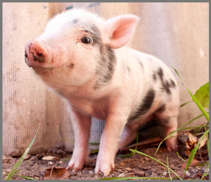 Proiector tip lanterna - Animalute dragalase