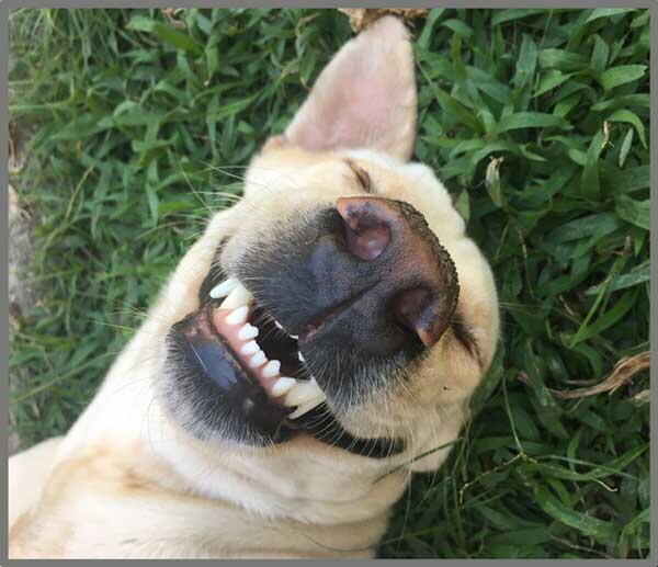 Proiector tip lanterna - Distractie cu animalute