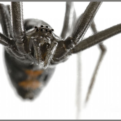 Proiector tip lanterna - Cele mai periculoase animale