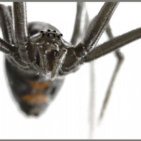 Proiector tip lanterna - Cele mai periculoase animale