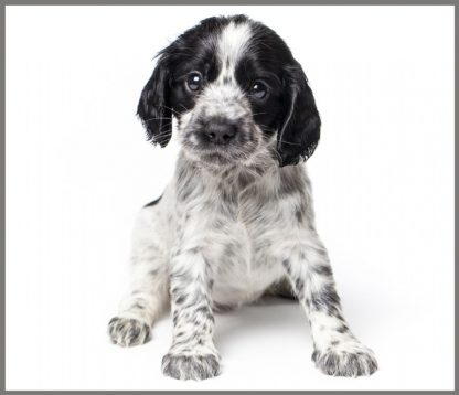 Proiector tip lanterna - Animalute dragalase