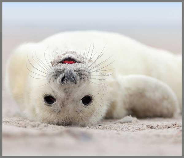 Proiector tip lanterna - Distractie cu animalute