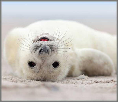 Proiector tip lanterna - Distractie cu animalute