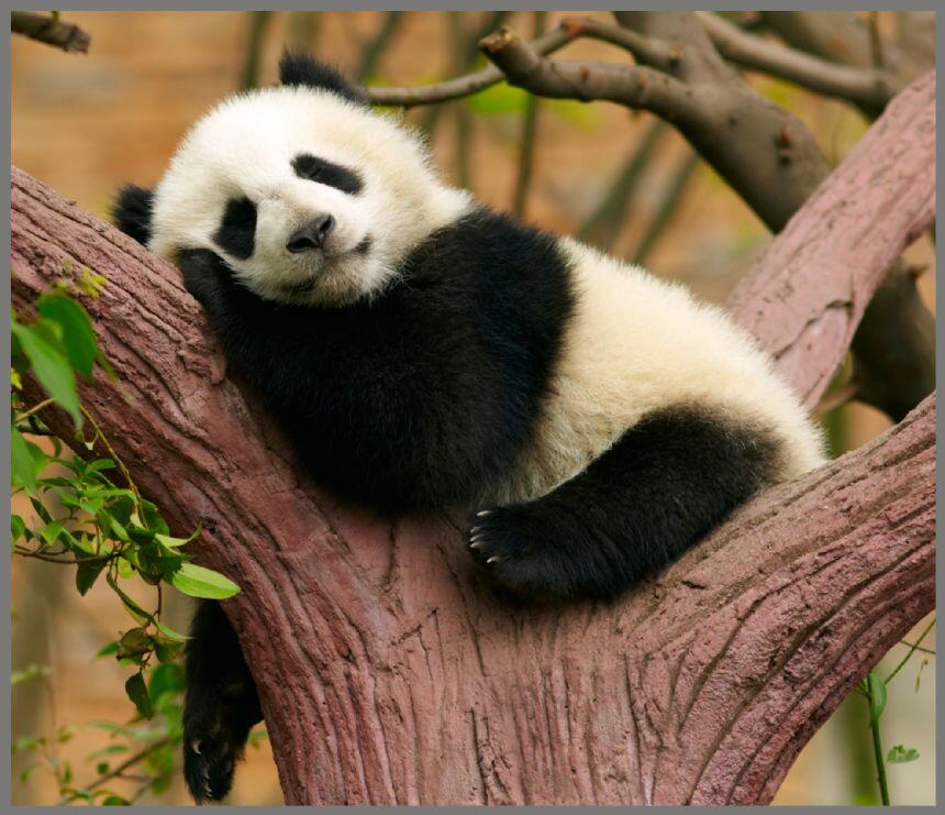 Proiector tip lanterna - Animalute dragalase