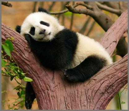 Proiector tip lanterna - Animalute dragalase