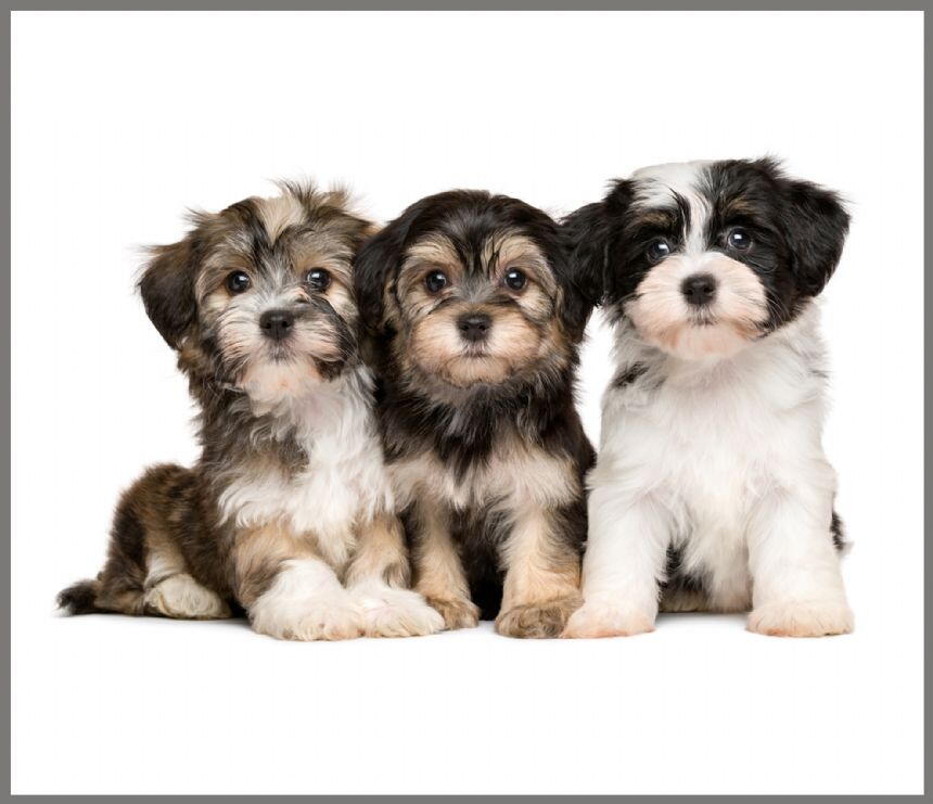 Proiector tip lanterna - Animalute dragalase