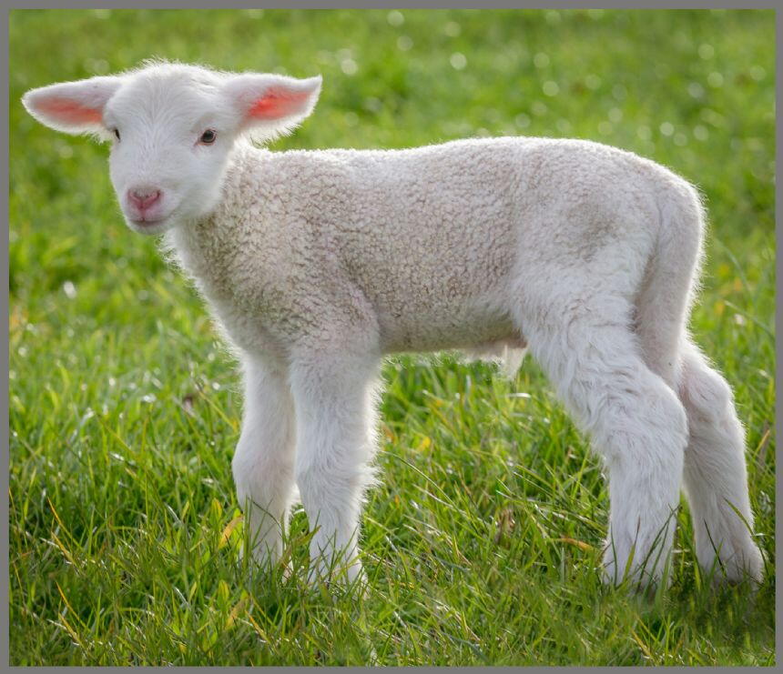 Proiector tip lanterna - Animalute dragalase