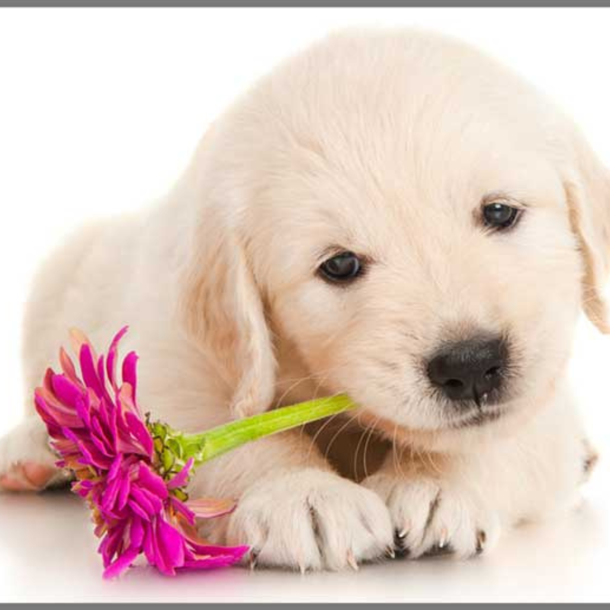 Proiector tip lanterna - Catelusi draguti