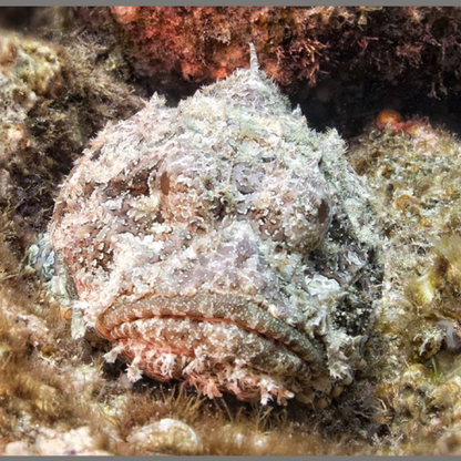 Proiector tip lanterna - Cele mai periculoase animale