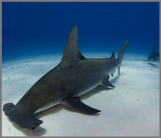 Proiector tip lanterna - Rechini periculosi